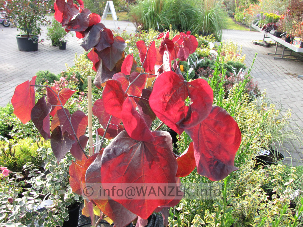 Cercis canadensis Forest Pansy - Herbst.JPG